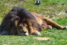 All was quiet and calm as the African lions at Oaklawn Farm Zoo soaked up the sun shortly at lunchtime on April 20. – Ashley Thompson