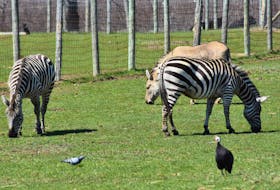 Oaklawn Farm Zoo’s well-known zonkey – a cross between a zebra and a donkey – can still be found mostly blending in with the zebras. – Ashley Thompson