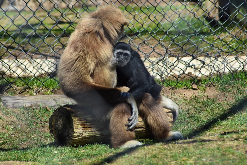 Oaklawn Farm Zoo gibbon Solstice feeds her baby, Shannon. Gibbons are monogamous, typically choosing one mate for life. – Ashley Thompson 