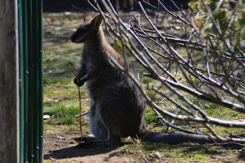 Watch closely when observing the wallabies at Oaklawn. Lucky spectators might spot a joey peeking out of a mother’s pouch. The herbivores hail from Australia and Tasmania. – Ashley Thompson 