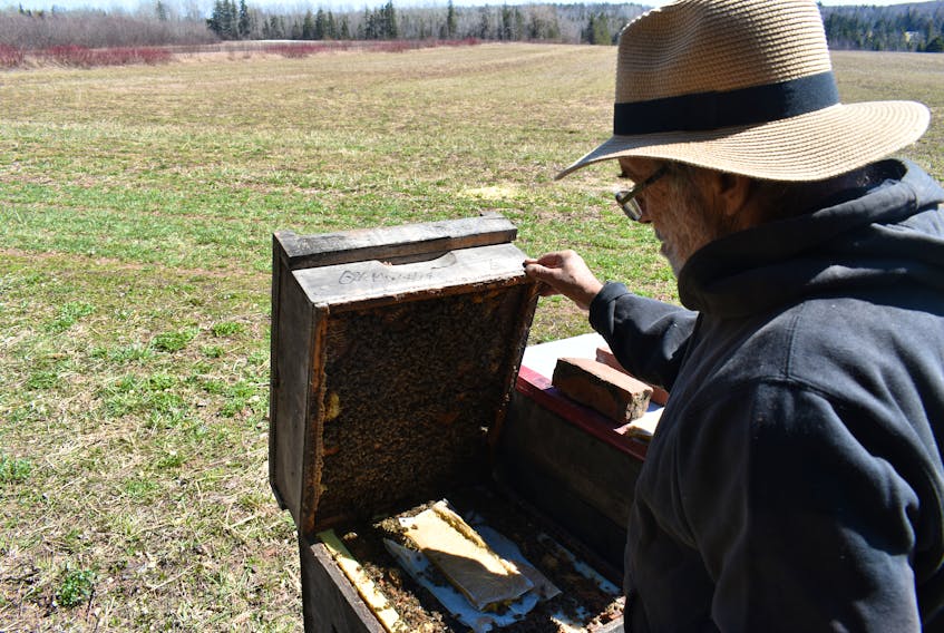 Stan Sandler lifts the top of a beehive, showing off the busy activity inside in April 2020. Michael Robar • The Guardian