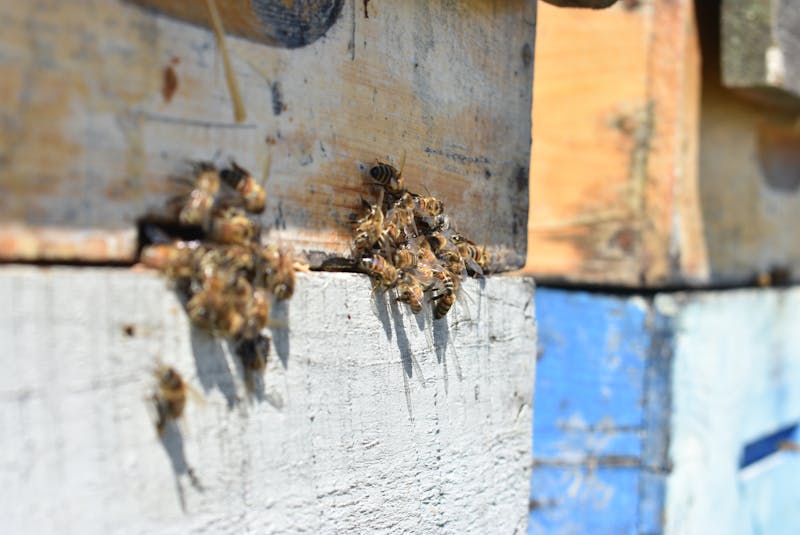 Bees make their way in and out of one of the hundreds of hives Stan Sandler keeps near Murray River in this April 2020 file photo. Michael Robar • The Guardian - Michael Robar