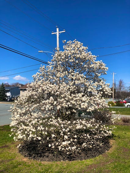 Betty Langille sent this photo of her glorious magnolia tree that she planted 20 years ago at her home in Lancaster Ridge, Dartmouth. She said after the flowers fall off, the tree is left with beautiful, lush green leaves that she loves.

Thank you for this lovely photo, Betty.