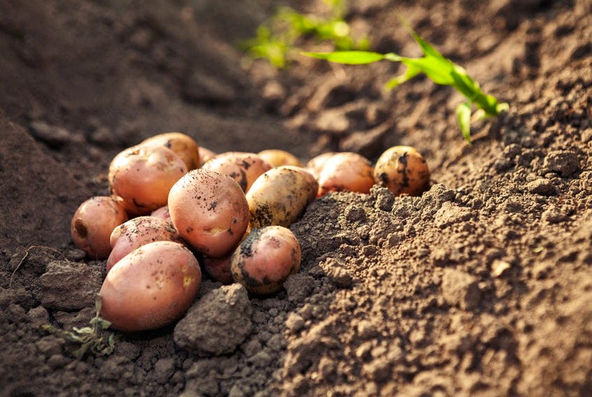 A new podcast surrounding potato farming has launched from the P.E.I. potato board.