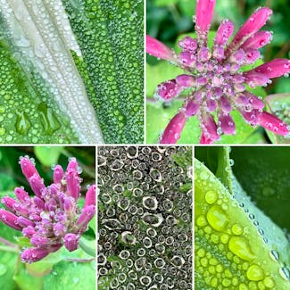 Have you ever seen the morning dew like this? Linda Wozniak was behind the lens in Greenwood, N.S., when she captured these stunning photos of dewdrops on some plants and a spider web.