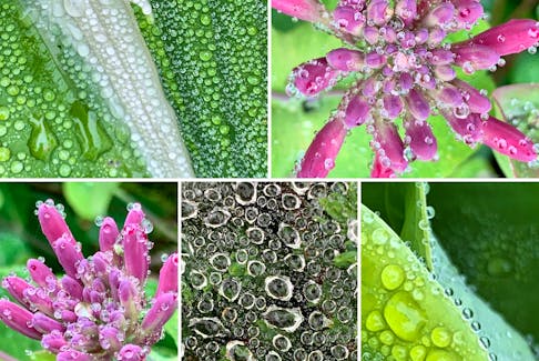 Have you ever seen the morning dew like this? Linda Wozniak was behind the lens in Greenwood, N.S., when she captured these stunning photos of dewdrops on some plants and a spider web.