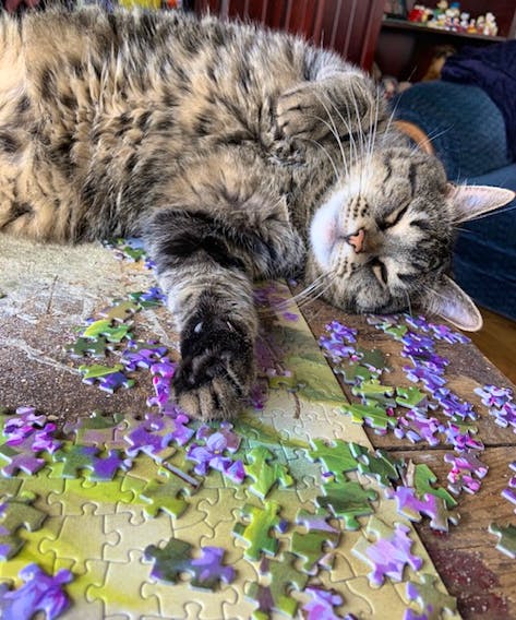 "Your cat looks like mine," that's what Lori Boudreau wrote when she sent this photo of her cat, Soot, from Port Felix, N.S. When he isn't sleeping or lazing around, Soot loves helping his mom with her puzzles.
Looks like we've found Dougal's doppelganger. Thank you for the photo, Lori.
