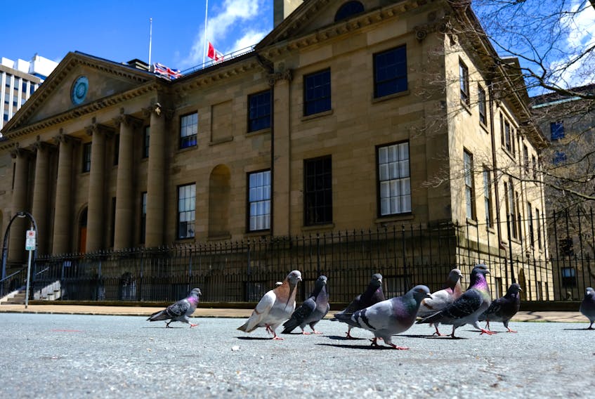 FOR LOCKDOWN STORIES:
Pigeons are seen on empty Granville Street, backdropped by Province House on the first day of a provincial covid-19 lockdown, in Halifax Wednesday April 28, 2021.

TIM KROCHAK PHOTO