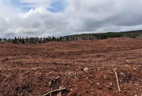 This land at Dead Water Brook in Cormack is one of three parcels the province made available to lease for potato farming.