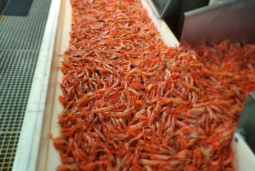 The shrimp fishery in the Gulf will start in May.