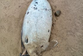 A seal carcass found on Big Glace Bay Beach by Cape Bretoner Steven McGrath. CONTRIBUTED