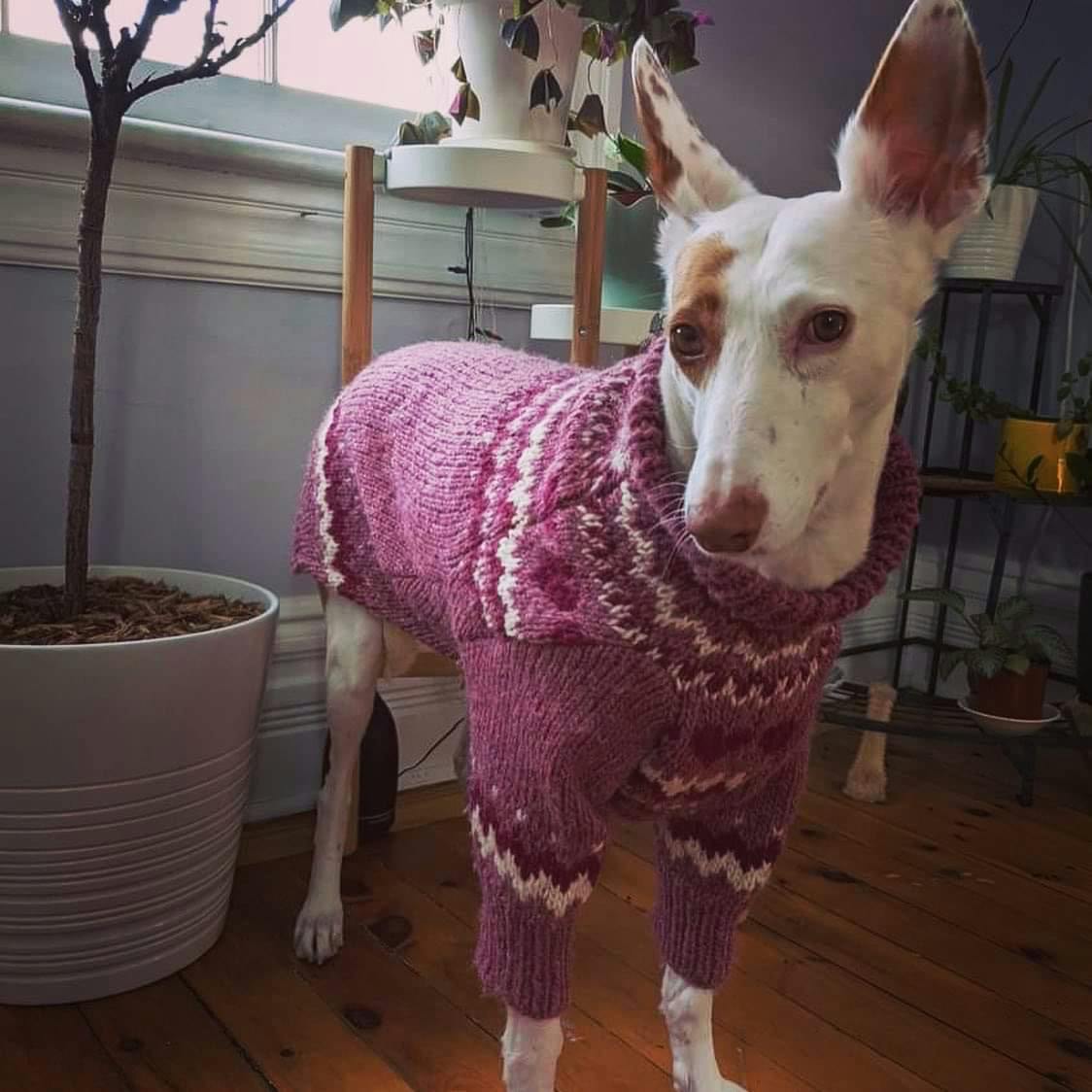 Hound sweater hotsell