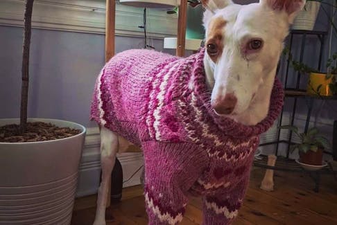 This greyhound, Anubis, shows off his new sweater from Hand Me Down Hounds. Kayel Lewis also alters sweaters that customers bring in, or they can choose from her collection of sweaters.