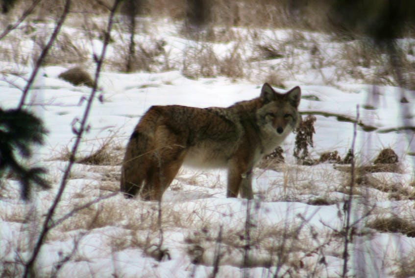 A coyote in the wild. -- Allison Haskell photo