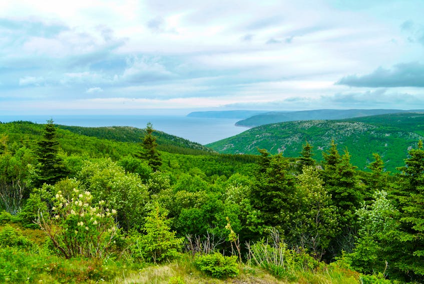 Acadian forest in Cape Breton. STOCK IMAGE