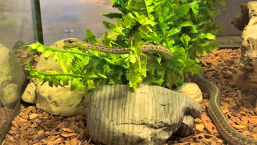 A garter snake explores its habitat at the Nova Scotia Museum of Natural History in Halifax. - Stuart Peddle