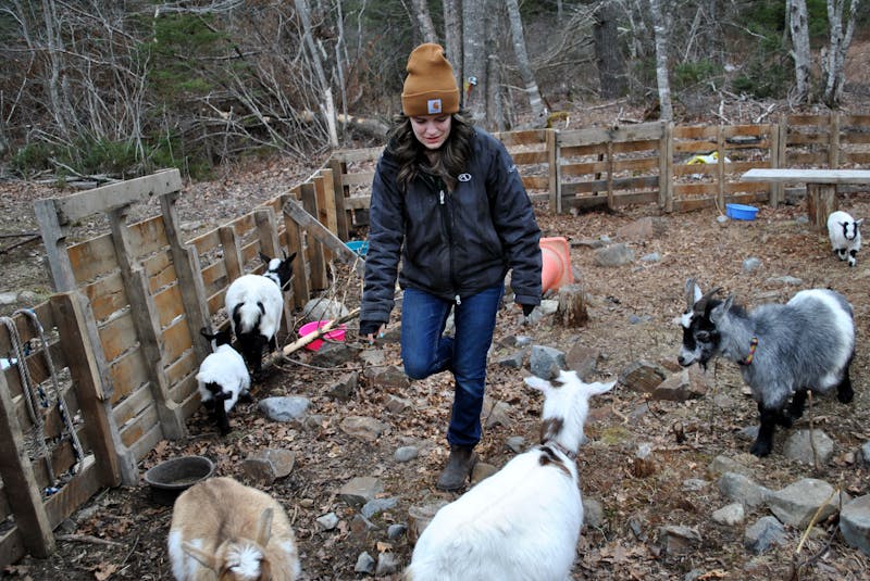 Katie Peacock tends to one of her two flocks of miniature goats at her hobby farm, the Hundred Acres Woods in Jordan Branch. Peacock eventually hopes to open a petting zoo, but in the meantime has been bringing her goats into Shelburne for weekly visits to cheer people. She has also held her first weekend event at the  Hundred Acres Woods. Hang with the Herd, held on the Easter Weekend, invited people to come visit the farm and the animals, which also includes two horses and some feathered friends.  KATHY JOHNSON

 - Saltwire network
