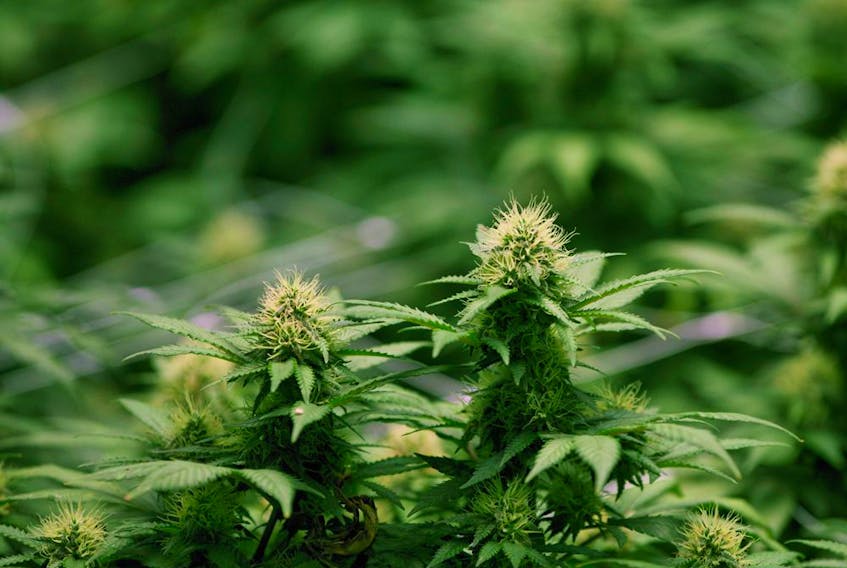  Cannabis plants at Organigram’s facility in Moncton, N.B.