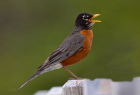 A spring robin spreads its spring joy through backyards across the province.