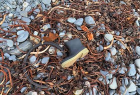 The tideline, where change is constant. — Russell Wangersky/SaltWire Network