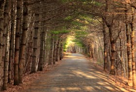 Peggy Theriault was out for a stroll on the Centennial Trail in Bridgewater, N.S. She said the tree branches above form a canape that feels almost like a tunnel when you walk through. It looks like you had a beautiful day. Thank you for the photo, Peggy.