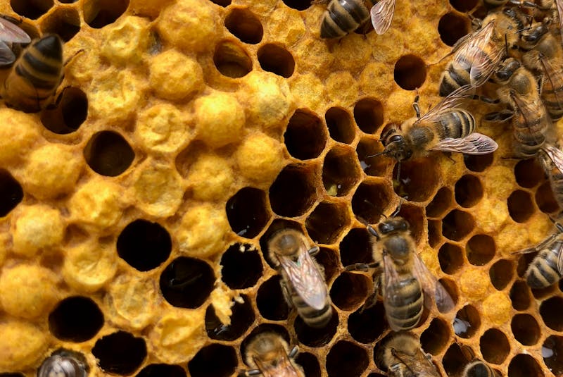 Nova Scotia's bee population increased from 12,779 hives in 2011 to 28,200 hives in 2016. The number of beekeepers has increased from 222 to 492. (Nova Scotia Beekeepers' Association) - Contributed