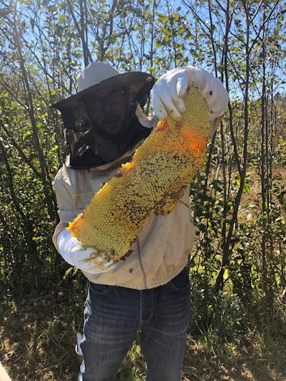 Honey Bee Species - Barnsley Beekeepers