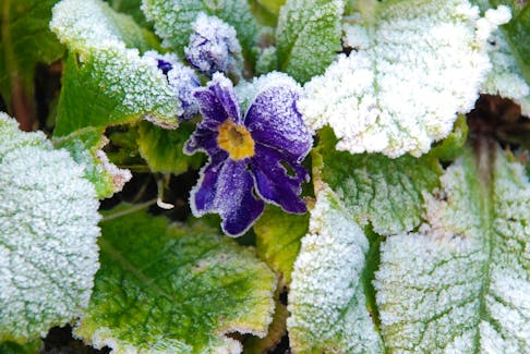 “St. Mamertus, St. Pancras, and St. Gervais do not pass without a frost.” This pretty Primrose is a hardy perennial, but gardeners never want to see it looking like this!