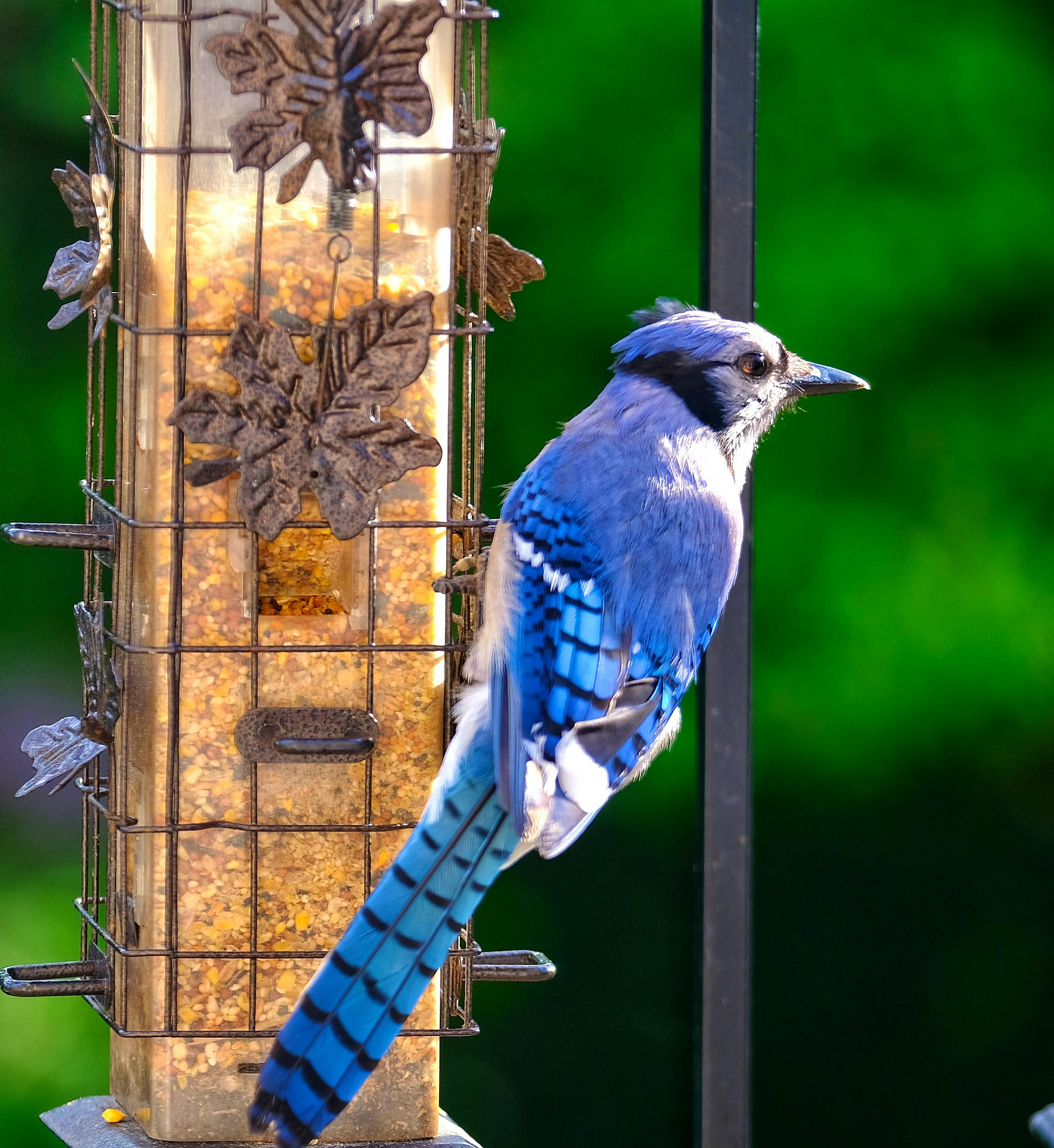 9 things to know about blue jays, P.E.I.'s provincial bird