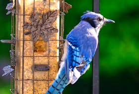 Backyard feeders are a great way to see birds - but they can also put your feathered friends at risk of disease.