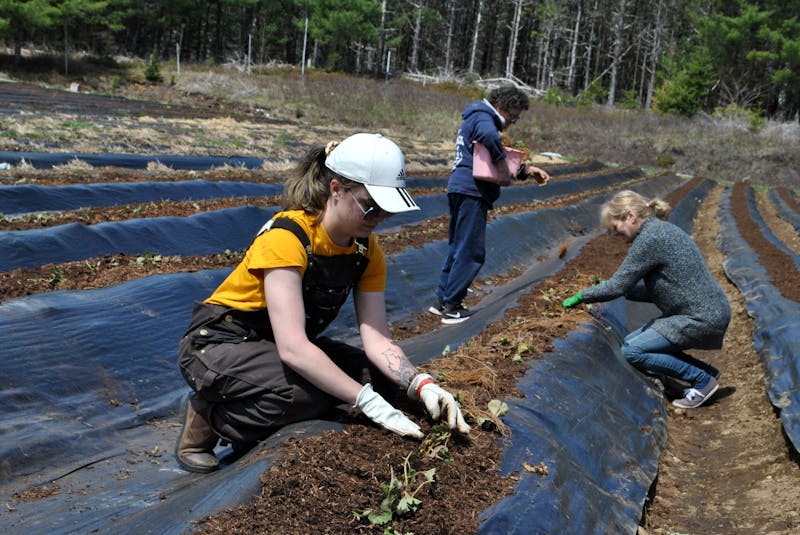 Katie Peacock  (from left), Sherry Bartlett and Darcy Cox plant strawberry plants at Jackson Lore’s farm in Upper Clyde River. KATHY JOHNSON - Saltwire network