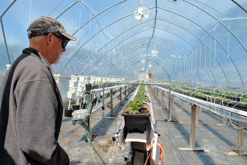 
Strawberry farmer Jackson Lore looks over the strawberry plants growing in one of his two greenhouses. KATHY JOHNSON
 - Saltwire network