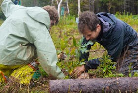 Parks Canada's Travis James, left, and Louis Charron plant a tree at Cavendish Campground, Prince Edward Island National Park on Oct. 14.