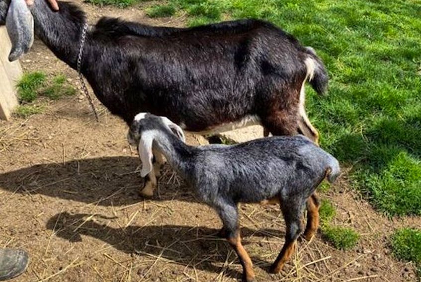 An image of a baby goat believed to have been stolen from Riverdale Farm in Toronto 