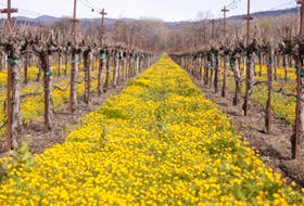 The California wine industry is a leader in the sustainable wine movement. Photo: California Wines