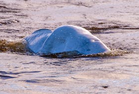 Photographer Brian McInnis shot this photo of a beluga whale that was visiting the bridge over the Hillsborough River in Mount Stewart recently. Local residents told McInnis a beluga has visited this area for the last number of years, perhaps following a late run of smelts or early gaspereaux. On the day McInnis visited, students from the nearby Mount Stewart Consolidated School were watching the whale and cheered every time it broke the surface.