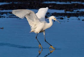 A snowy egret awes birders with its elegance and golden slippers as it fishes in the tidal pools at Old Shop, Trinity Bay.
