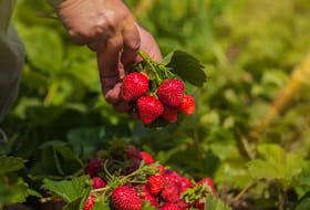 Temporary foreign workers, including those who work with the strawberry crop, are following strict COVID protocols coming into Nova Scotia, but some are facing issues making it to the country.