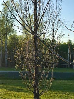 The oak won the spring sprint in Woodburn, N.S. last year. Leanne MacArthur's columnar oak started to leaf out before her ash tree did.