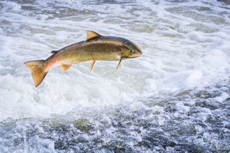 Genetically modified salmon, 'what's the need for it,' environmentalist says