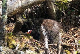 A porcupine found shot with an arrow on the Eastern Shore was taken to Hope for Wildlife on Monday, and is now recovering after surgery.