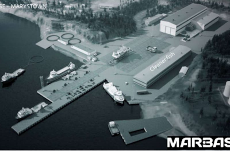 The original conceptual drawing for the Marbase Cleanerfish hatchery for Marystown. — Contributed