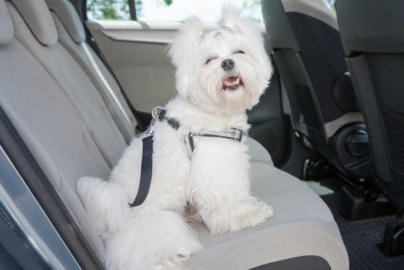 There are plenty of devices on the market to help secure your dog in a car, but because Transport Canada doesn't test dog safety devices for vehicles, they remain unregulated in Canada. One of the more popular devices is a seatbelt for pets. - RF Stock