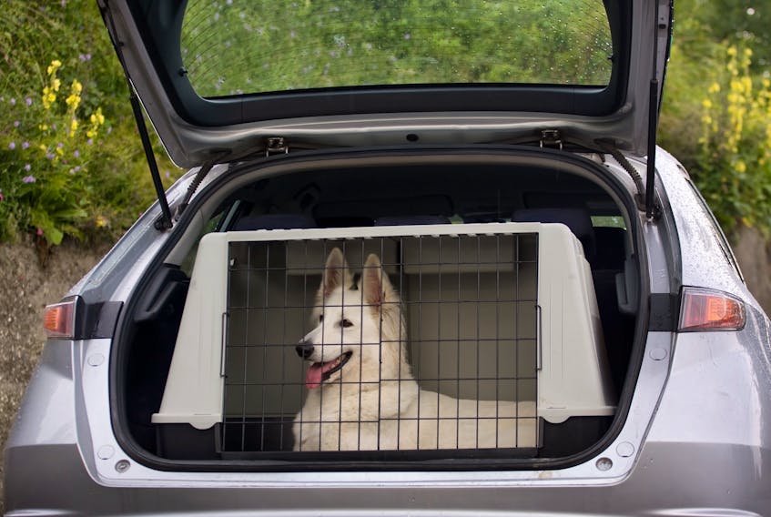 Dog trainer Ainsley Stapleton, who owns Universal Canine, a dog obedience and agility school in East Hants, N.S., recommends using a kennel to transport your dog in a car. She believes it's the best bet to ensure your dog remains safe in a vehicle.