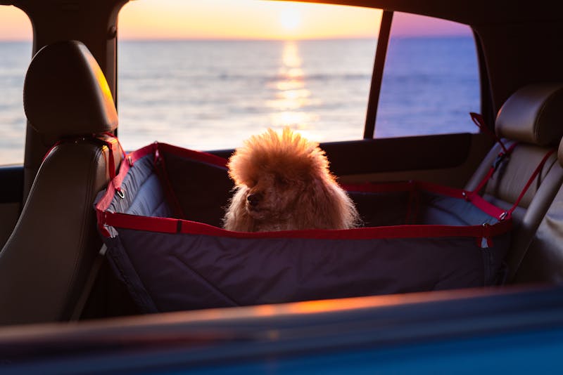 https://saltwire.imgix.net/2021/5/19/pet-car-safety-if-youre-planning-a-road-trip-with-fido-heres_uL6P1nd.jpg?w=800&h=535&fit=crop