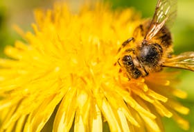 Bees are pretty happy right now with all of the dandelions blooming, says Pictou County beekeeper Donald Dunbar. There are other simple things you can do, like holding off on mowing or planting bee-friendly plants in your garden, to help them thrive.
