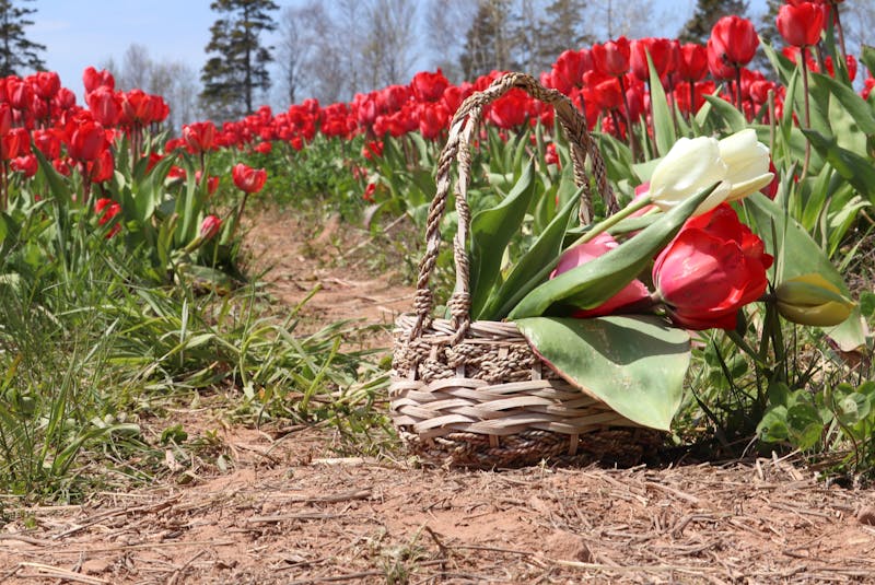 Visitors to the tulip field were encouraged to pick flowers to take home and share. - Logan MacLean
