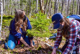Jen Cooper, left, ACAP Cape Breton project manager and associate executive, and Meaghan Fortune, ACAP Cape Breton project coordinator, dig up a young white spruce for replanting away from the area of a planned berm installation. JESSICA SMITH/CAPE BRETON POST