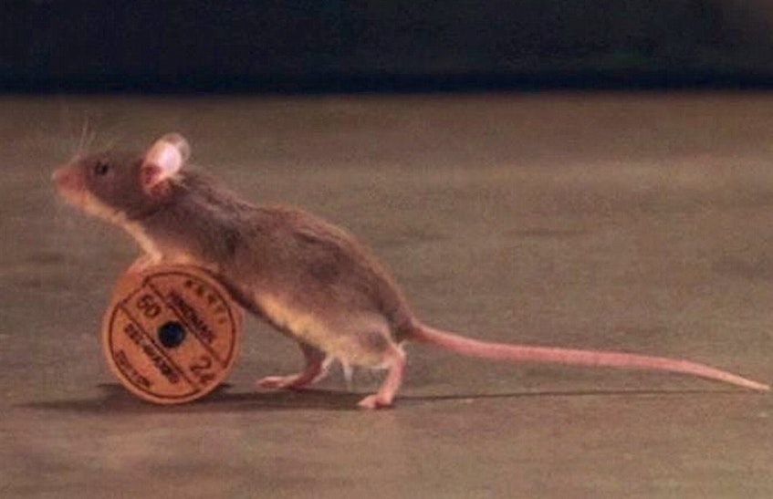 In the 1999 film "The Green Mile," a mouse names Mr. Jingles was the beloved pet of an inmate of the prison that was the movie's main setting. But a recent inmate of Her Majesty's Penitentiary says the presence of mice in his cell only contributed to depression. — IMDB/screengrab/Castle Rock Entertainment