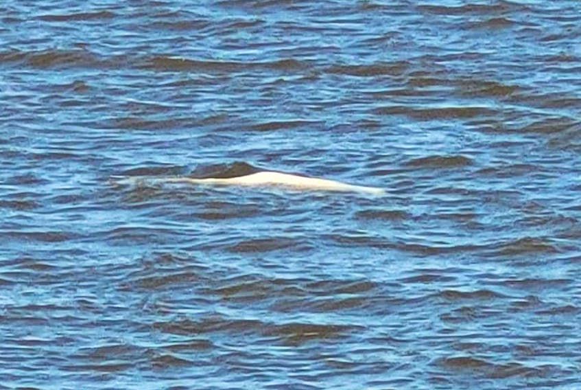 A beluga whale was spotted near Loch Broom in Pictou County on Monday, May 24. Brenda Mason captured this photo of it.